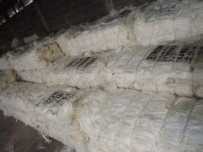 Sisal fiber is a natural and durable material derived from the leaves of the Agave sisalana plant.
